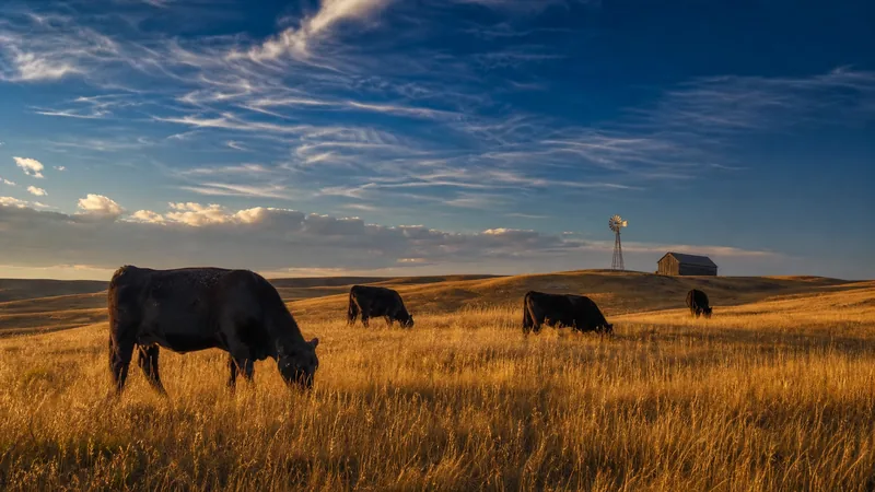 Cattle grazing on rolling Sandhills grassland with a windmill and a plain barn, How to Start a Cattle Operation in Nebraska